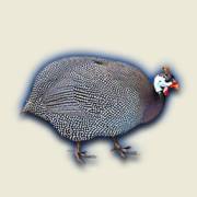 The Wildlife: Guinea Hen